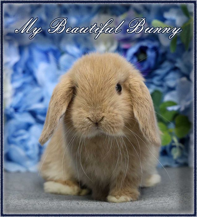 Piekny Królik Mini Lop - CREAM