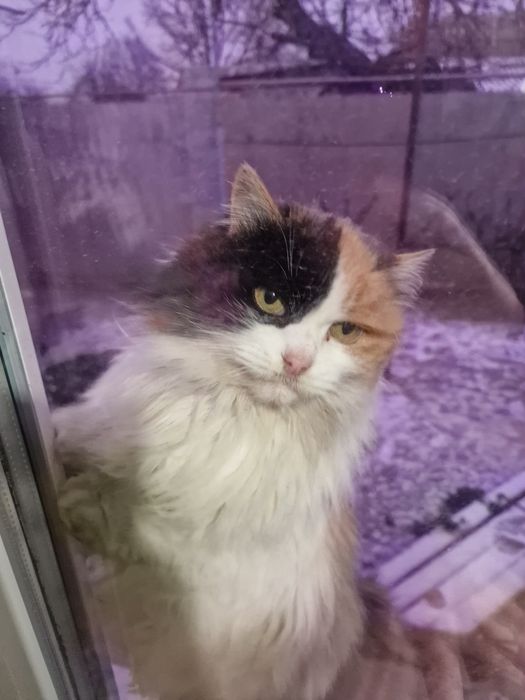 Віддам кицю в гарні руки