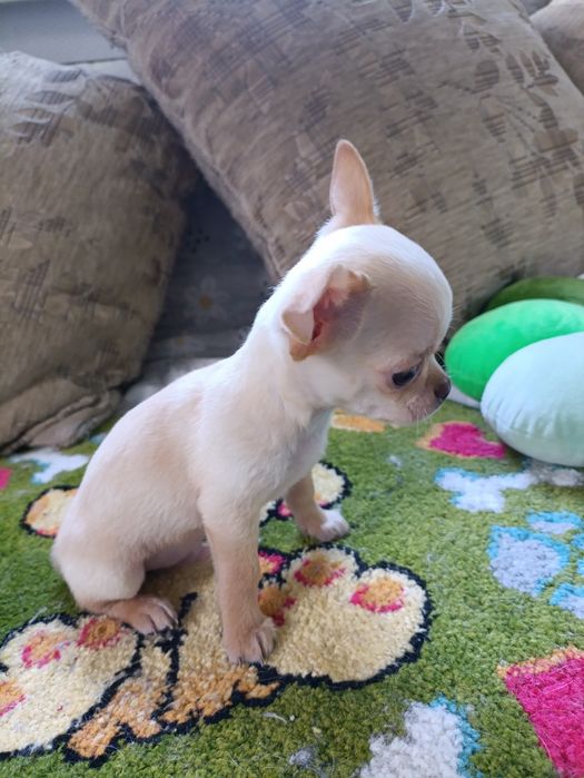 Мини мальчик чихуахуа