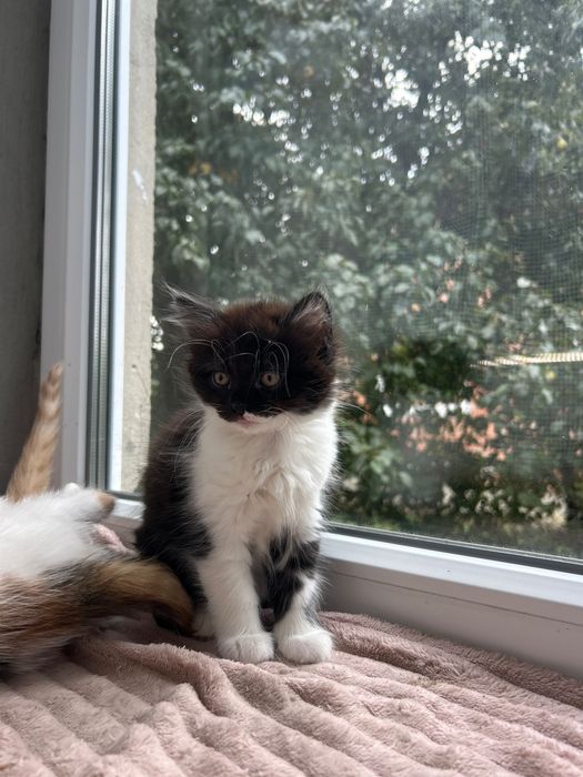 Кошенята безкоштовно, Львів