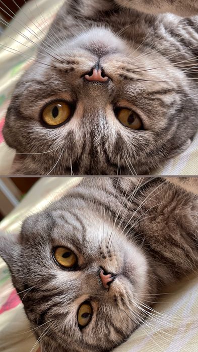 Шотландский вислоухий кот ( Вязка)