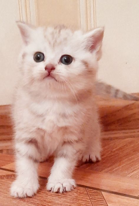 Чарівна та мила.