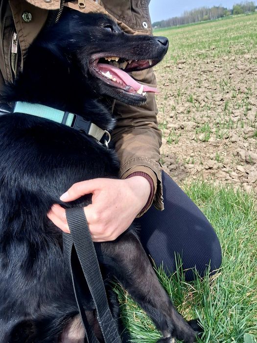 Onyx drobniutki i energiczny kochany psiak do adopcji