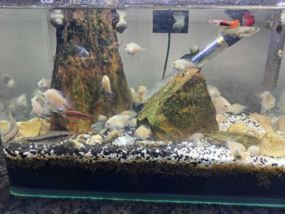 Peixe papagaio anão