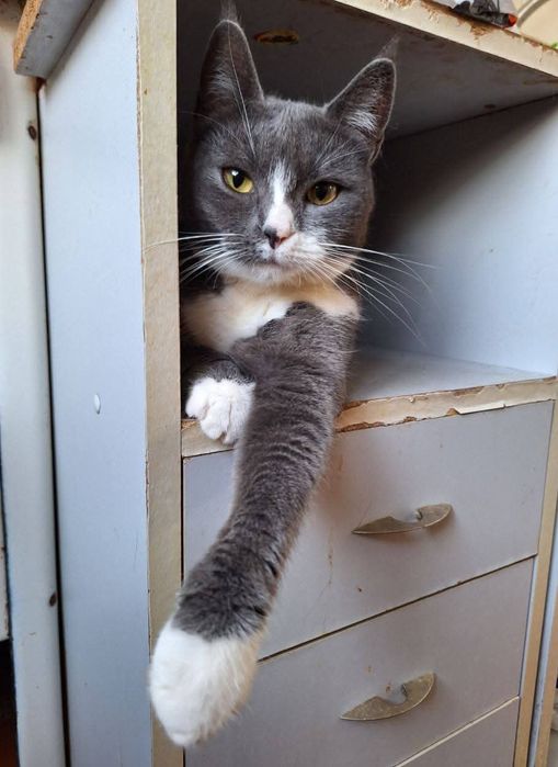 Стерилизованная пепельная кошка ищет дом! 1 год