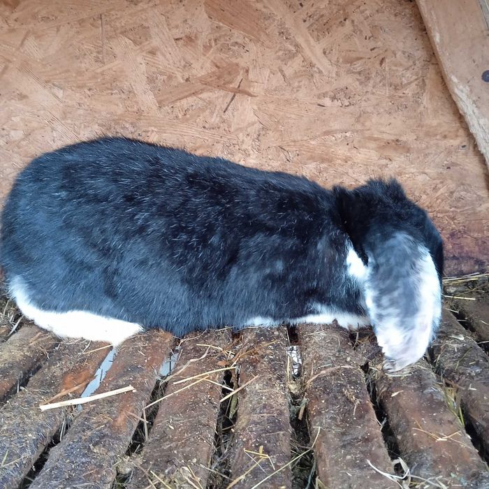 Молода самочка фр.барана