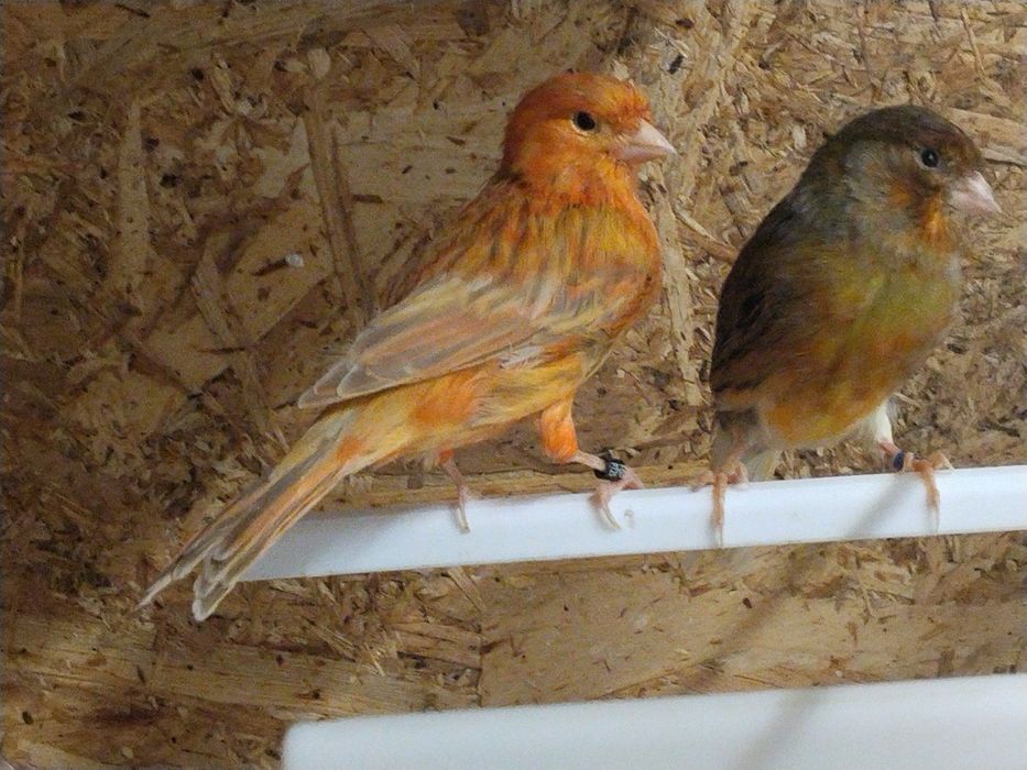Casal canários 1