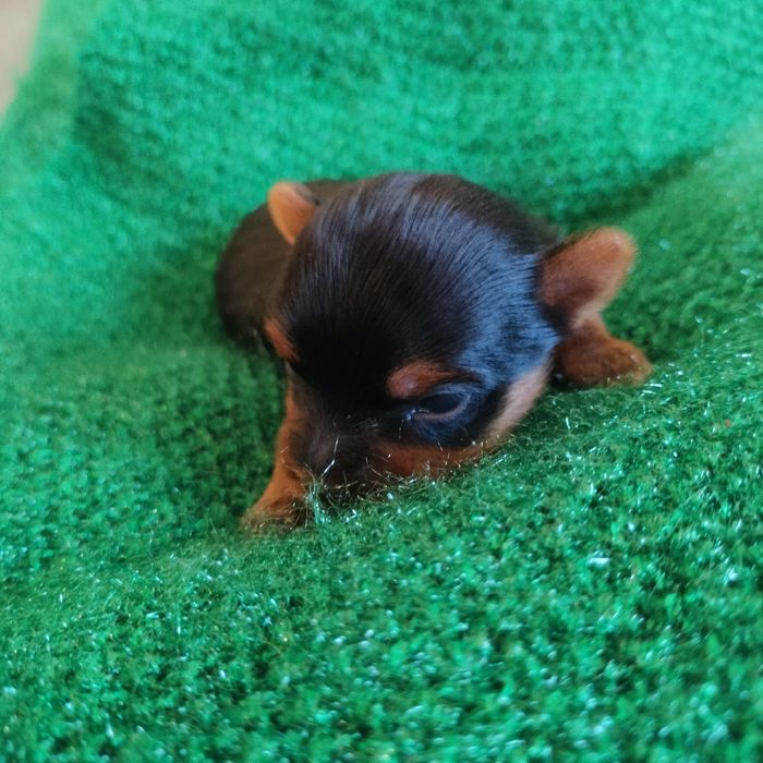 Piesek  Yorkshire terrier do rezerwacji