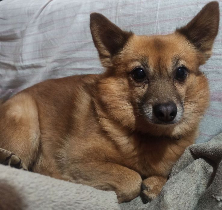 Отдам собаку в хорошие руки