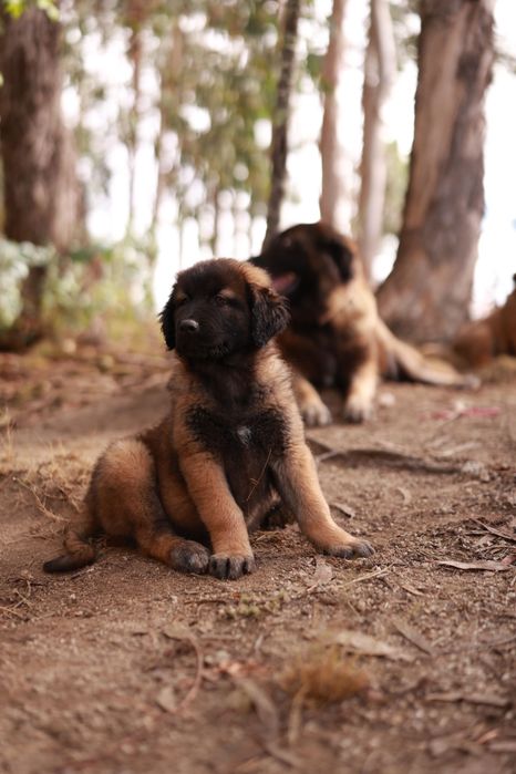 Cadela Serra da Estrela - 2,5 meses