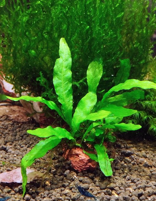 Акваріумні рослини