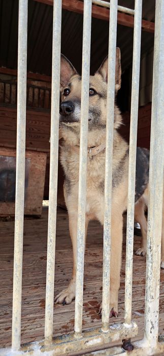 Kortez pilnie potrzebuje domu