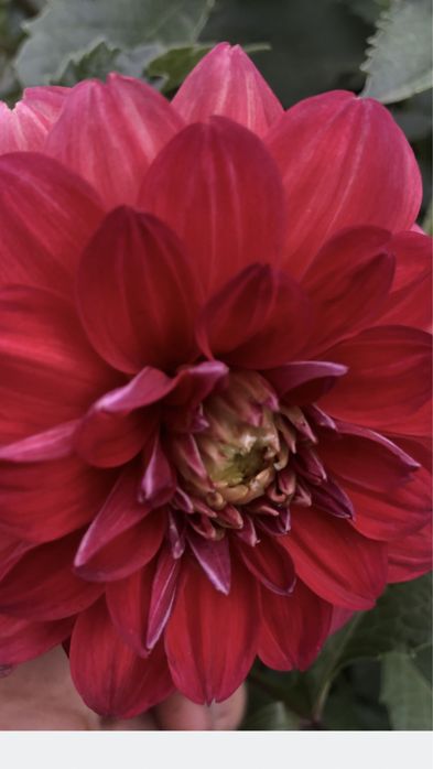 Жоржини 2 сорти.