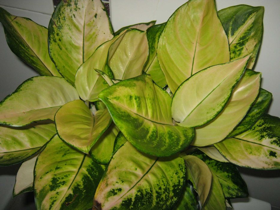 калатея аглаонема филодендрон драцена  дек. лиственные цветы от200грн