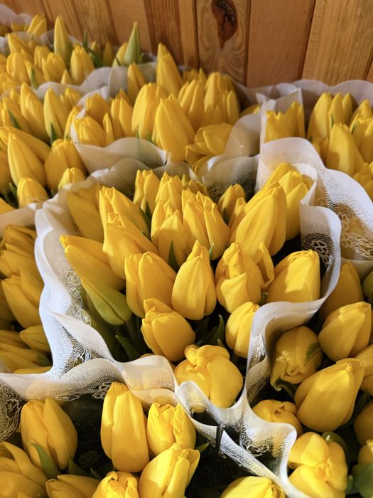 Луковиця тюльпана(після вигонки)