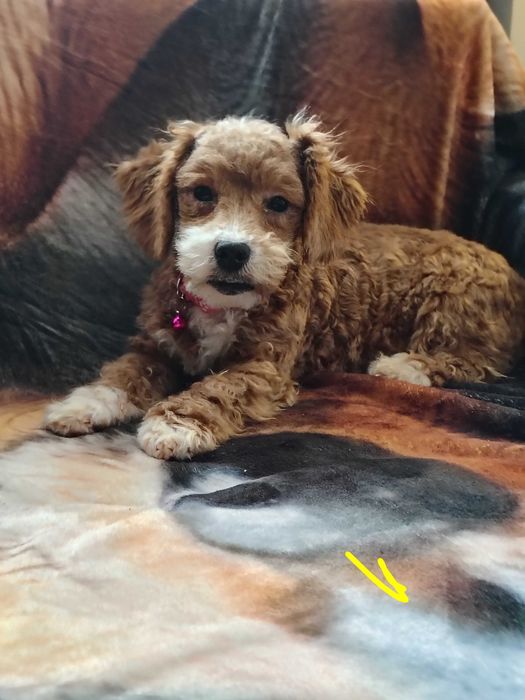 Maltipoo cudowny chłopczyk 6 miesięcy waga do 4 kg! MINI