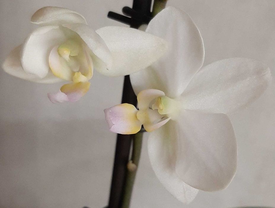 Фаленопсис орхидеи цветущие