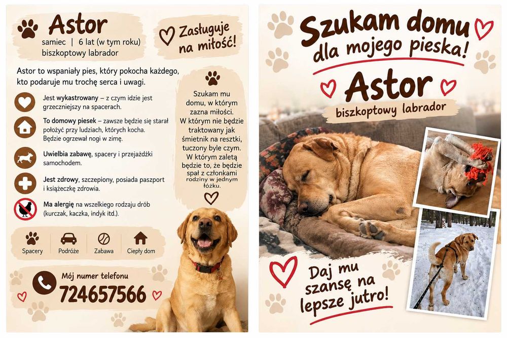 Labrador szuka nowego domu