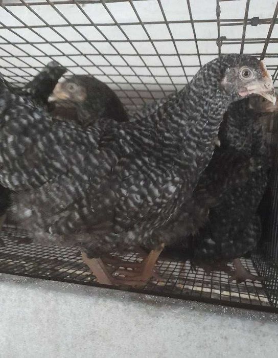 Продам кури Чеський домінант на яйця
