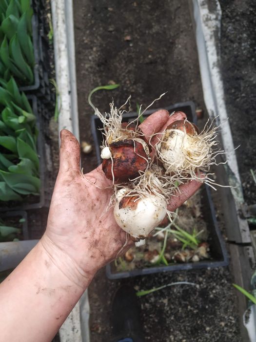 Цибулини тюльпанів після вигонки