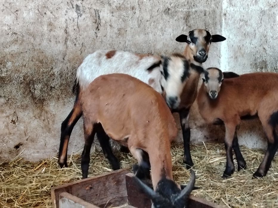 Kozy miniaturka/baranki