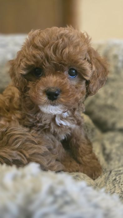 Cavapoo,  F1b, sunia