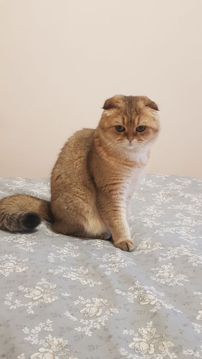 Шукаємо кота золоту шиншилу на вязку .