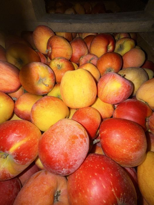 Яблука різних сортів