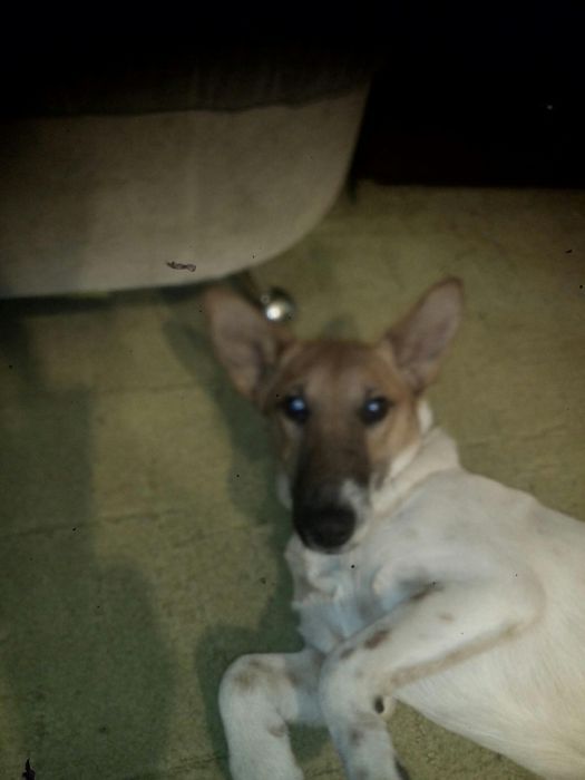 Вязка фокстерьер