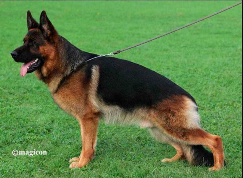 Owczarek niemiecki długowłosy FCI