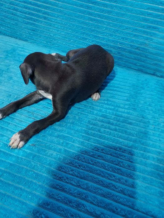 Chart Angielski Whippet piesek