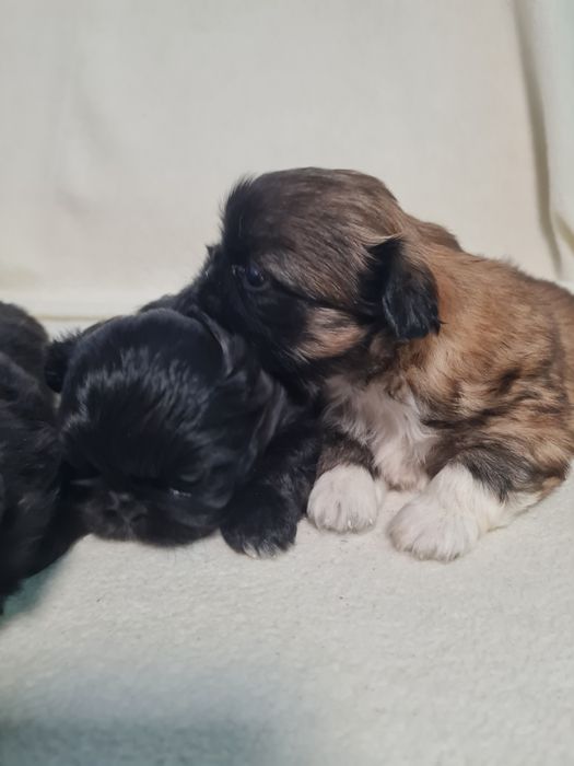 Пекінес королівський міні