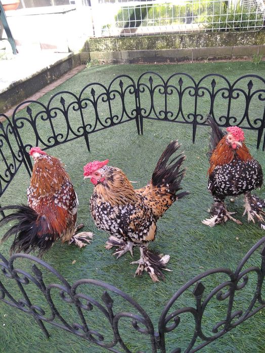 Garnizos Mil Flores (machos)