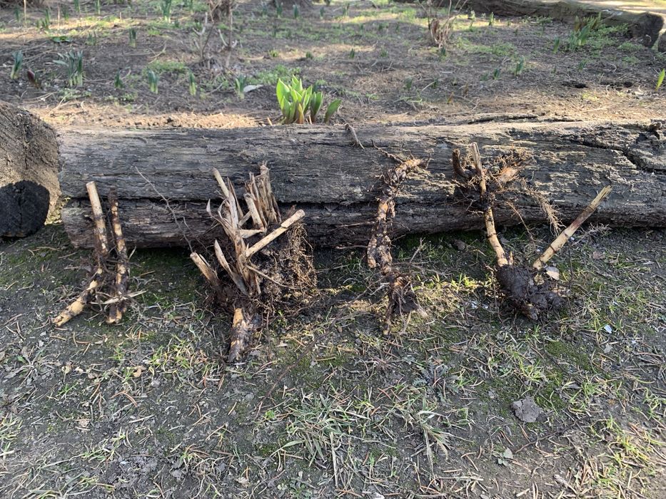 Miskant olbrzymi i juka