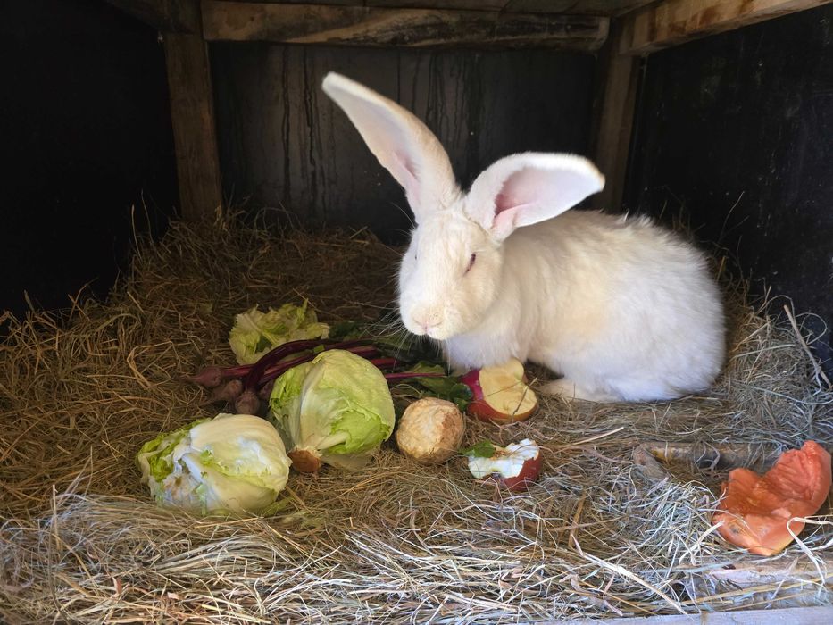 Olbrzym Belgijski młode