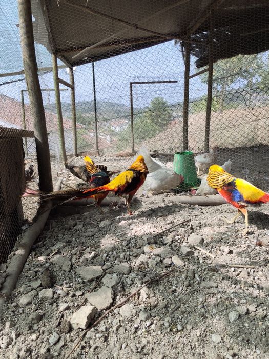 Várias aves para cedencia