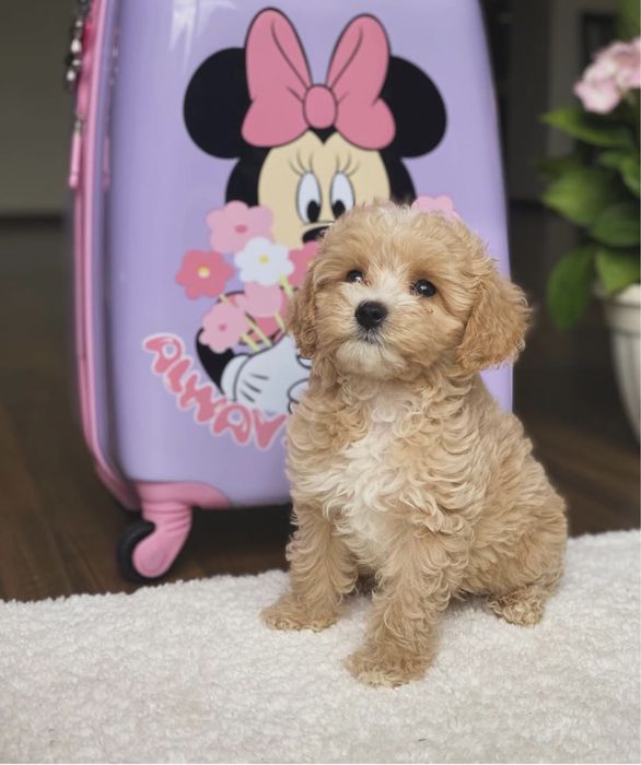 Малюки мальтипу ф1