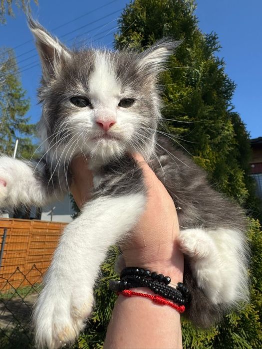 Maine Coon kocurek