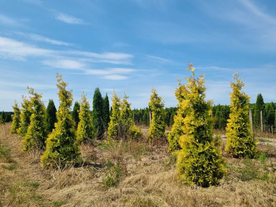 Tuja aureospicata 220cm-100zł 240cm-110zł !!Promocja!!