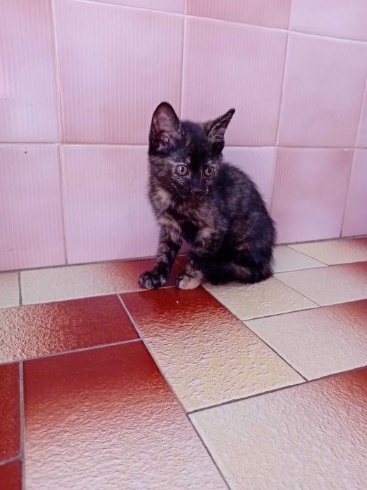Continuam Disponiveis, Dá-se 4 gatas bebés de 2 meses