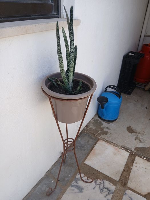 Ofereço o apoio e o vaso,na compra  Cacto muito giro.