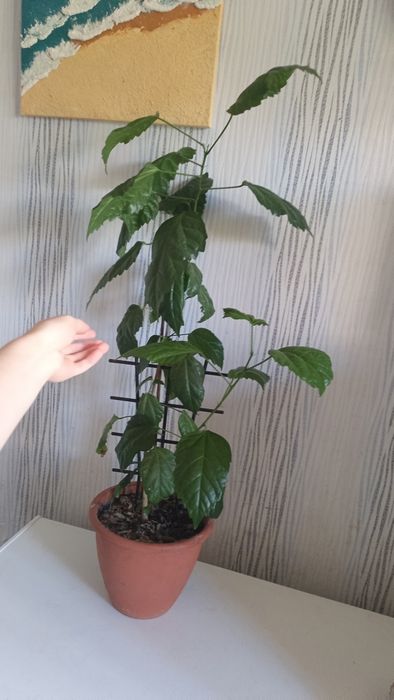 Продаю Китайскую розу, гибискус красный