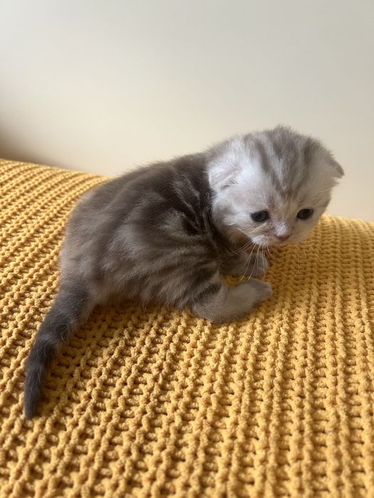 Британські котенята котики кошенята