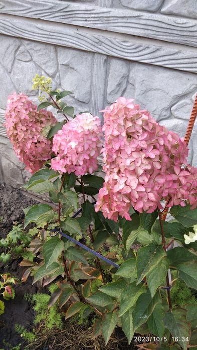 Продаются гортензии