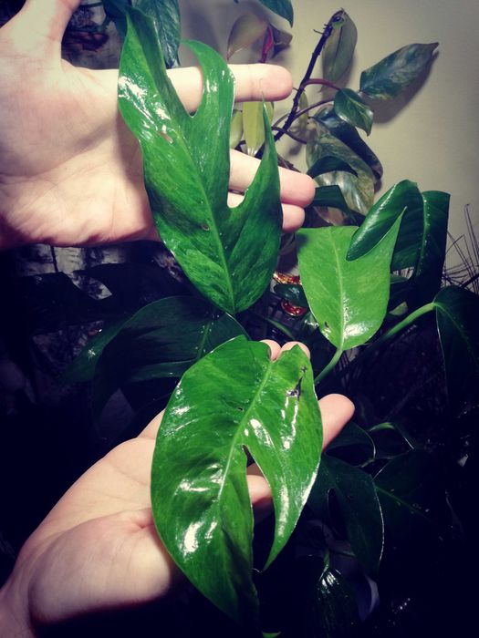 Epipremnum Pinnatum Baltic Blue Mint Variegata Monstera Philodendron