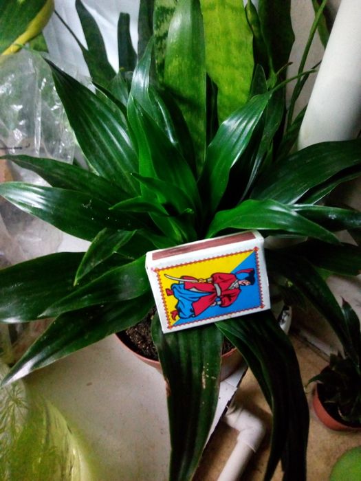 Продам Драцена compacta