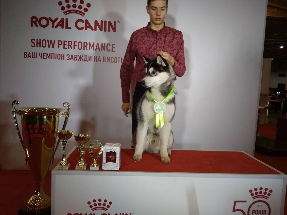 В'язка кобель Сибірської хаскі