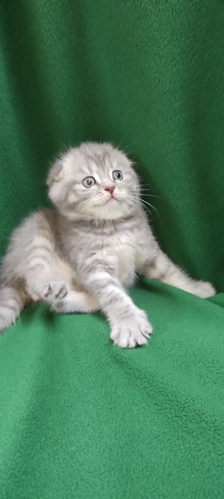 Шотландський малюк Джоні