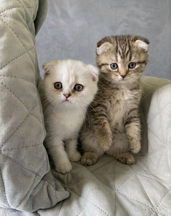 Котята шотландские вислоухие