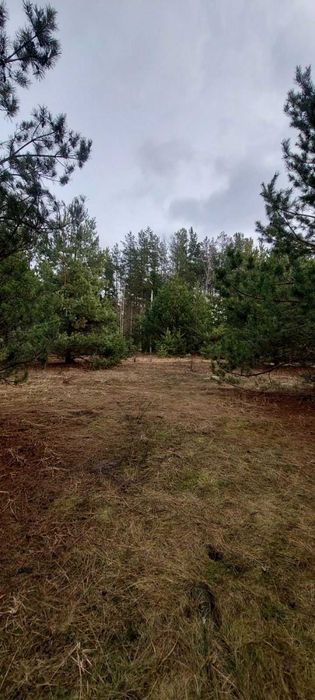 Ясногородка, СТ Ягідне, 12 соток. Біля лісу. Шикарне місце!